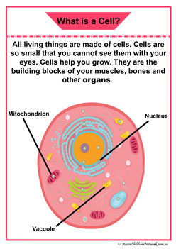 cell organ information posters organ children diagram display 