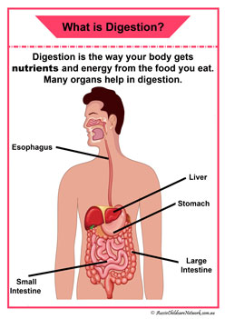 digestion organ information posters organ children diagram display