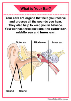 ear organ information posters organ children diagram display
