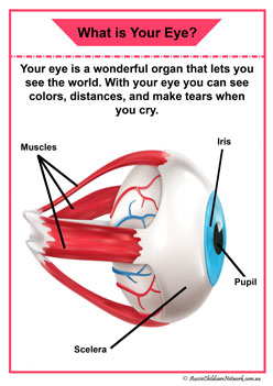 eye organ information posters organ children diagram display 