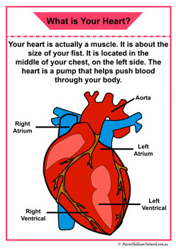 heart organ information posters organ children diagram display 