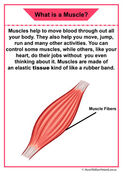 muscle organ information posters organ children diagram display 