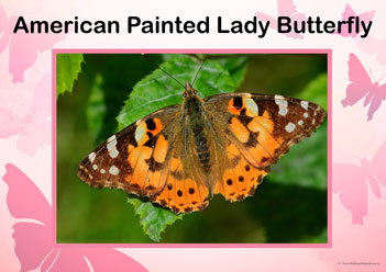 Butterfly Posters American Painted Lady Butterfly