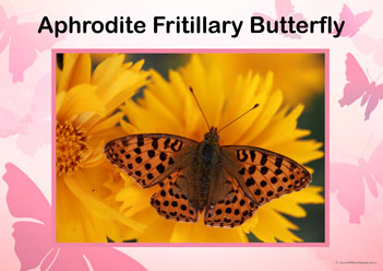 Butterfly Posters Aphrodite Fritillary Butterfly