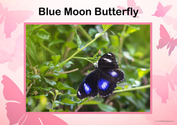 Butterfly Posters Blue Moon Butterfly