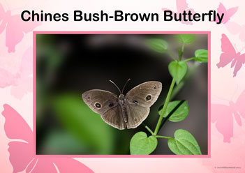 Butterfly Posters Chines Bush Brown Butterfly