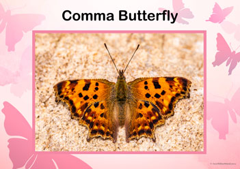 Butterfly Posters Comma Butterfly