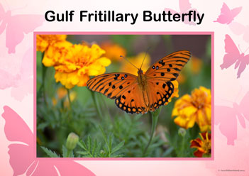 Butterfly Posters Gulf Fritillary Butterfly