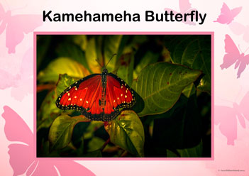 Butterfly Posters Kamehameha Butterfly