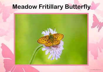 Butterfly Posters Meadow Fritillary Butterfly