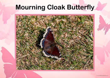 Butterfly Posters Mourning Cloak Butterfly