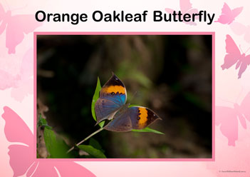 Butterfly Posters Orange Oakleaf Butterfly