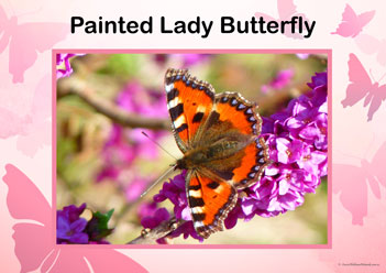 Butterfly Posters Painted Lady Butterfly