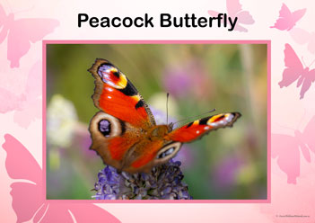 Butterfly Posters Peacock Butterfly