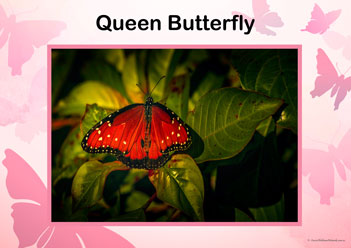 Butterfly Posters Queen Butterfly