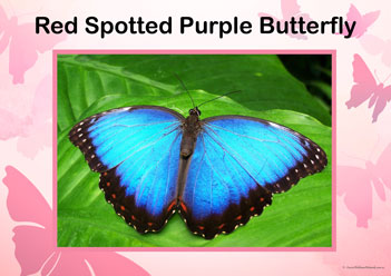 Butterfly Posters Red Spotted Purple Butterfly