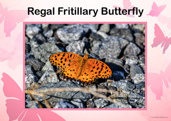 Butterfly Posters Regal Fritillary Butterfly