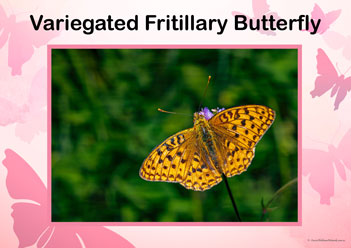 Butterfly Posters Variegated Fritillary Butterfly