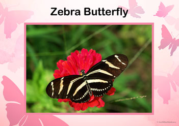 Butterfly Posters Zebra Butterfly