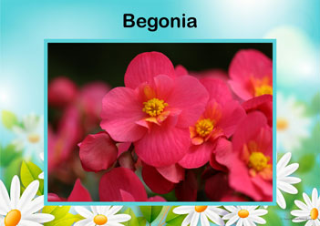 Flower Posters Begonia, lower identification posters, flower posters for display, individual flower posters, flowers in nature posters, identifying flowers posters, flower learning for children posters