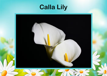 Flower Posters Callalily, lower identification posters, flower posters for display, individual flower posters, flowers in nature posters, identifying flowers posters, flower learning for children posters