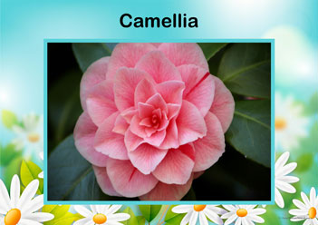 Flower Posters Camellia, lower identification posters, flower posters for display, individual flower posters, flowers in nature posters, identifying flowers posters, flower learning for children posters