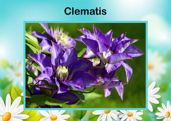 Flower Posters Clematis, lower identification posters, flower posters for display, individual flower posters, flowers in nature posters, identifying flowers posters, flower learning for children posters