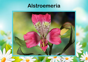 Flower Posters Dlstroemeria, lower identification posters, flower posters for display, individual flower posters, flowers in nature posters, identifying flowers posters, flower learning for children posters