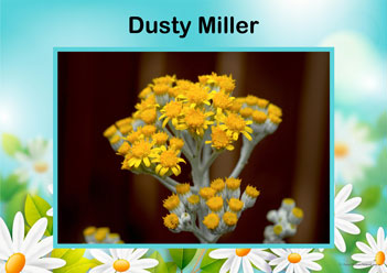 Flower Posters Dustymiller, lower identification posters, flower posters for display, individual flower posters, flowers in nature posters, identifying flowers posters, flower learning for children posters