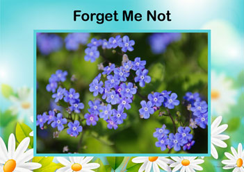 Flower Posters Forgetmenot, lower identification posters, flower posters for display, individual flower posters, flowers in nature posters, identifying flowers posters, flower learning for children posters