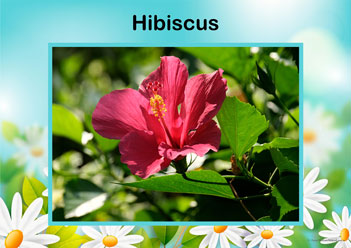 Flower Posters Hibiscus, lower identification posters, flower posters for display, individual flower posters, flowers in nature posters, identifying flowers posters, flower learning for children posters