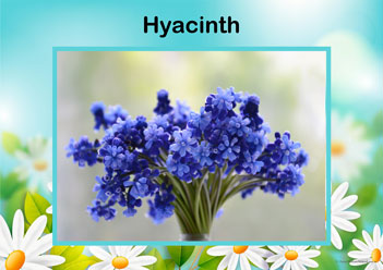 Flower Posters Hyacinth, lower identification posters, flower posters for display, individual flower posters, flowers in nature posters, identifying flowers posters, flower learning for children posters