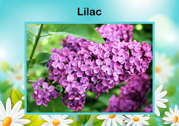 Flower Posters Lilac, lower identification posters, flower posters for display, individual flower posters, flowers in nature posters, identifying flowers posters, flower learning for children posters