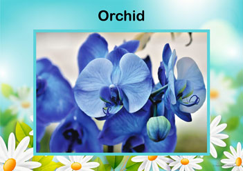 Flower Posters Orchid, lower identification posters, flower posters for display, individual flower posters, flowers in nature posters, identifying flowers posters, flower learning for children posters