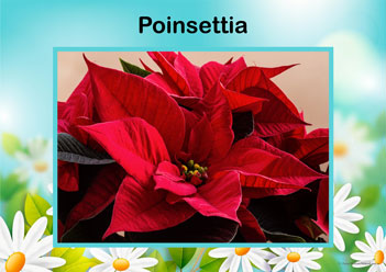 Flower Posters Poinsettia, lower identification posters, flower posters for display, individual flower posters, flowers in nature posters, identifying flowers posters, flower learning for children posters