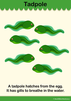 Lifecycle Frog Info Poster 3, the lifecycle of a frog