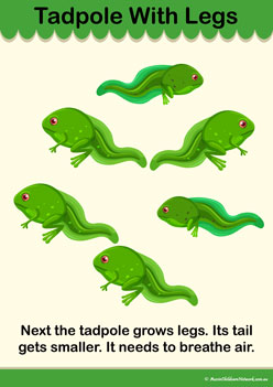 Lifecycle Frog Info Poster 4, frogs posters