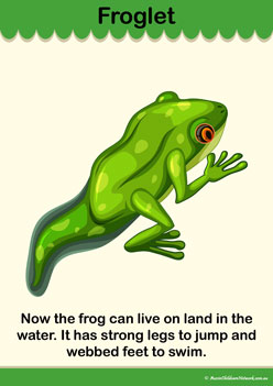 Lifecycle Frog Info Poster 5, all about frogs