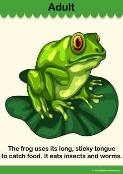 Lifecycle Frog Info Poster 6, frogs lifecycle