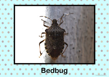 Insect Bugs Posters Bedbug, insect bug posters, creepy crawly posters, learning insects posters, learning bugs posters, identifying bugs posters, identify insects posters