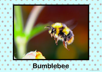 Insect Bugs Posters Bumblebee, insect bug posters, creepy crawly posters, learning insects posters, learning bugs posters, identifying bugs posters, identify insects posters