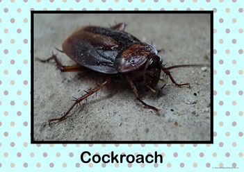Insect Bugs Posters Cockroach, insect bug posters, creepy crawly posters, learning insects posters, learning bugs posters, identifying bugs posters, identify insects posters