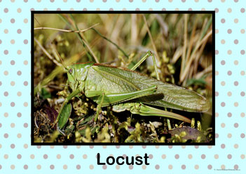 Insect Bugs Posters Locust, insect bug posters, creepy crawly posters, learning insects posters, learning bugs posters, identifying bugs posters, identify insects posters