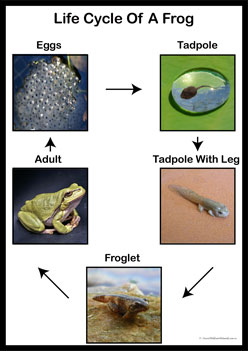 Lifecycle Of A Frog Posters 1