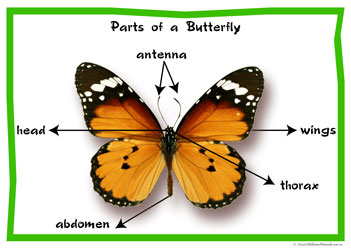 Part Of Butterfly