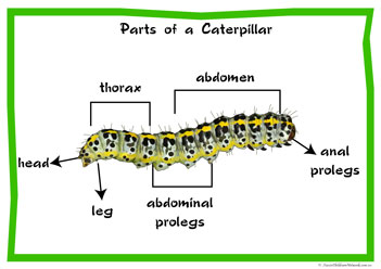 Part Of Caterpillar