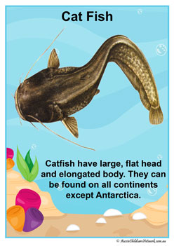Facts Posters Catfish