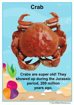Facts Posters Crab