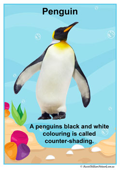 Facts Posters Penguin