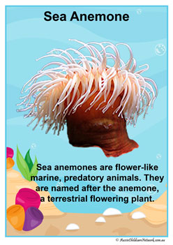 Facts Posters Seaanemone